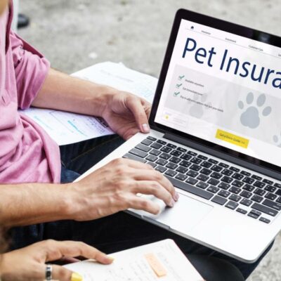 Popular pet insurance providers in 2026